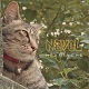 NAVEL /HEARTACHE
