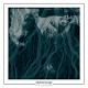 assembrage // SWARRRM/SPLIT